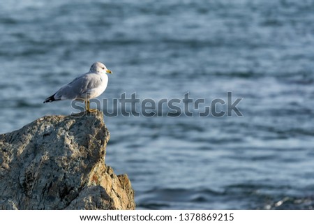 Ring-Billed Gull on the Rock.  This sharp gull looks on at plentiful copy space from his coastal rock  perch in Rhode Island.