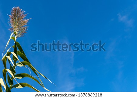 Cornstalk Sky.  Beautiful sky with wispy clouds provides the backdrop for a tall, cornstalk presentation background.  Plenty of copy space in the blue sky field in this farm-fresh template.