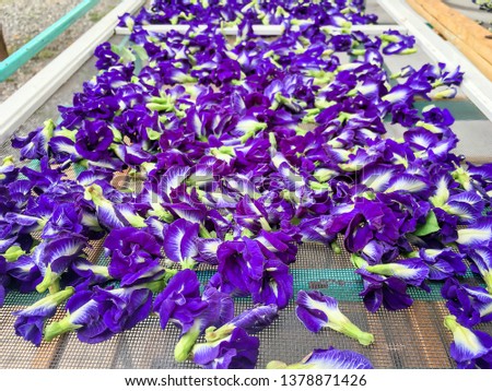 Dried butterfly pea under sun dried outdoor thai homemade organic herb for health.