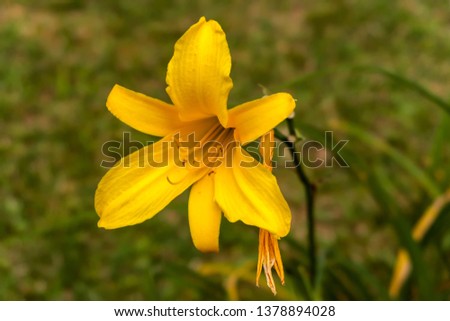 Blooming yellow lily in the garden