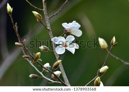 Flowers of Magnolia kobus (Kobushi) begun to bloom in mountain village