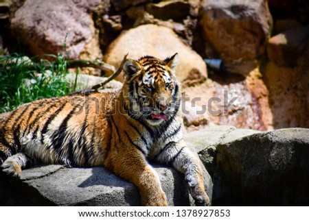 Tiger licking his lips