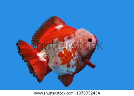 The beautiful gold fish (Carassius auratus) on isolated blue background. Hybrid Goldfish is one of the most popular ornamental fish.
