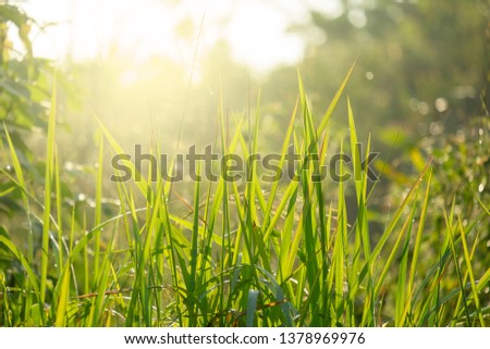 Fresh and Relax Green Spring Grass Background Under the Morning Sun Light.