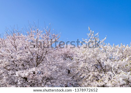 Cherry blossoms in Satte City, Saitama Prefecture