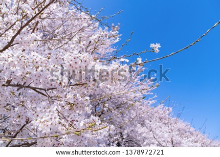 Cherry blossoms in Satte City, Saitama Prefecture