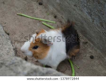 The guinea pig or domestic guinea pig (Cavia porcellus), aka cavy or domestic cavy, a species of mammal with upper and lower pairs of ever-growing rootless incisor teeth 