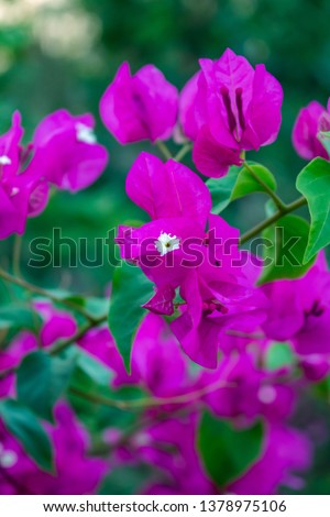Blooming bougainvillea,
Natural flower
