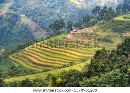 Rice fields on terraced of Hoang Su Phi country, Ha Giang province, North Vietnam