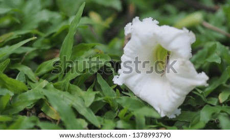 the abstract natural flower background image