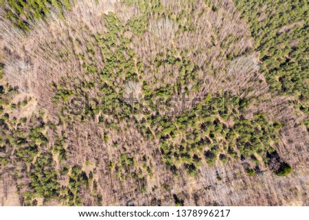 texture of early spring forest view from above. natural green background. aerial top view