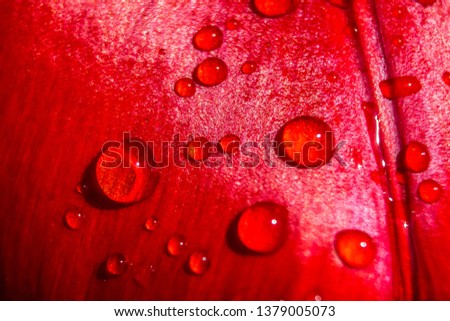 Water drops on tulip petals. Beautiful background for computer screen saver.