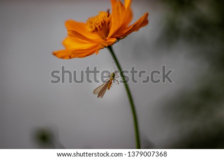 Spider eating one butterfly on trunk of yellow flower with with blurred background