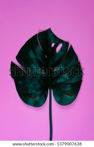 Vibrant bold turquoise tropical monstera leaf on pink background. Art neon surrealism concept