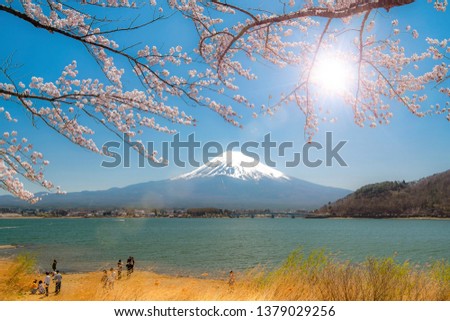 Good morning Mt.Fuji,Mountain Fuji with cherry blossom at Lake Kawaguchiko in Japan spring season