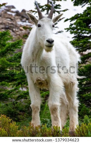Glacier np Mountain Goat standing head forward looking off screen surounded by green vegitation. Royalty-Free Stock Photo #1379034623