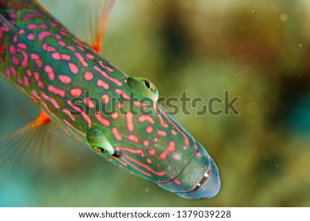 Exotic tropical fish. Sea life. Wonderful and beautiful underwater world with corals and tropical fish. Photo of a tropical Fish on a coral reef