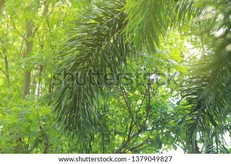 Blurred image of nature view , green leaf in garden with copy space or summer background natural plants landscape, ecology, fresh wallpaper concept.