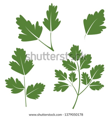 illustration of parsley branches. Vector design. Perfect for packaging, textiles, menu design