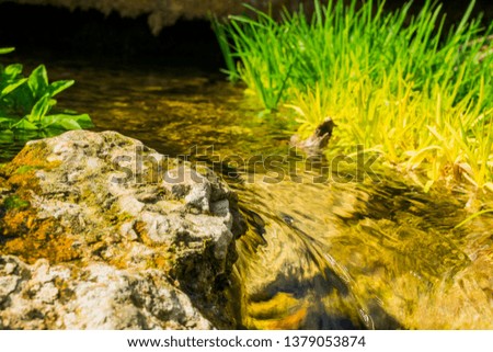 Clear spring water with stones and plants for backgrounds and textures