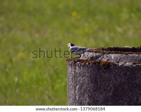White wagtail (Motacilla alba) sitting on concrete channel and catching little flies. He is very good at it. My favourite photo.