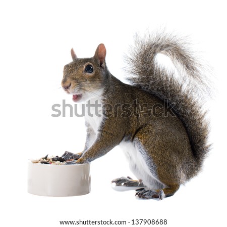 The American gray squirrel around the bowl of food isolated on white background