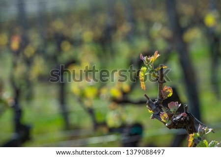 First bud and spring leaves on a trellised vine growing in vineyard