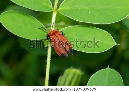 Red Fly on a leaf near Pune Maharashtra, India.