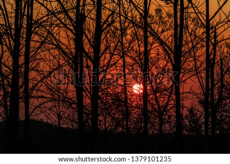 The silhouette of the branches at sunset.