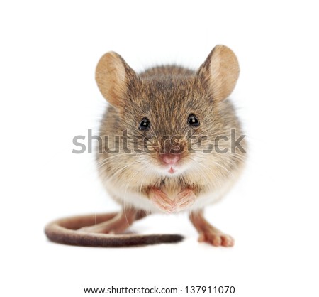 House mouse standing on rear feet (Mus musculus) Royalty-Free Stock Photo #137911070