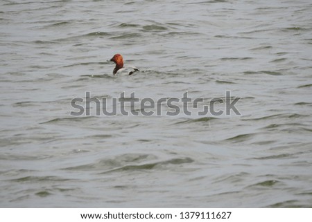 The male common pochard swimming in water, the duck with red head and neck, a black breast and a grey back