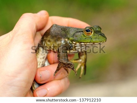 Man holding an American Bullfrog, Lithobates catesbeianus