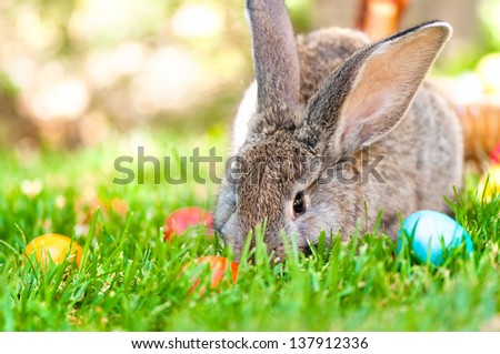 wallpaper of a little bunny smiling with Easter eggs and spring background