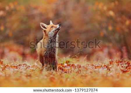 Cute Red Fox, Vulpes vulpes in fall forest. Beautiful animal in the nature habitat. Wildlife scene from the wild nature, Germany, Europe. Cute animal in habitat. Red fox running on orange autumn leave Royalty-Free Stock Photo #1379127074