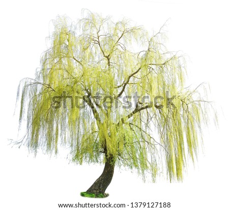 weeping willow in spring isolated on a white background. weeping willow isolate on a white background. White Willow (Salix Alba) isolated on white background Royalty-Free Stock Photo #1379127188