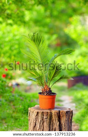 potted cycas palm plant on colorful garden background