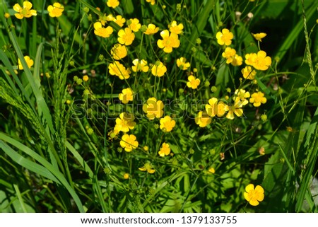 Rannculus acris. Field, forest plant. Flower bed, beautiful plants. Yellow flowers. Buttercup is a caustic, common type of buttercups in a temperate climate zone
