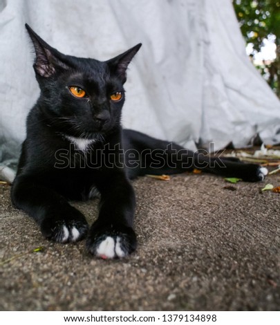 Portrait of black cat relax on ground