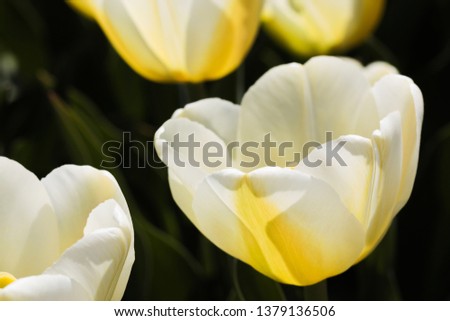 Beautiful bouquet of tulips nature background. - Image