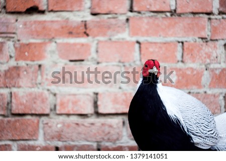 turkey near the brick wall