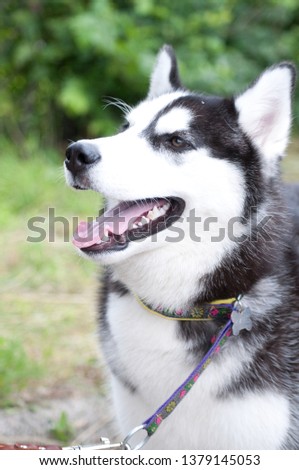 husky portrait in summer