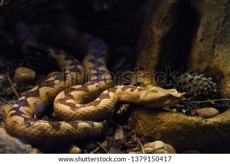 Venomous desert Horned Viper snake in the dark