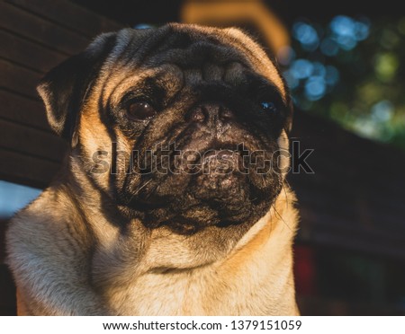 Cute pug dog pictures