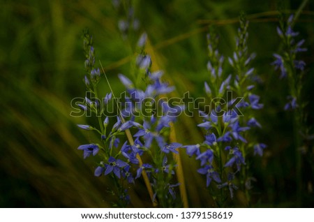 Summer blooming field grass. Excellent background with blue delicate flowers. Suitable for postcards, covers, decorations