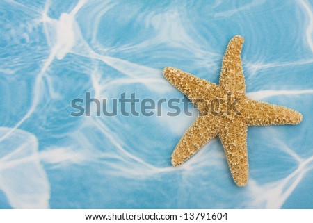 Starfish on blue background – summer background