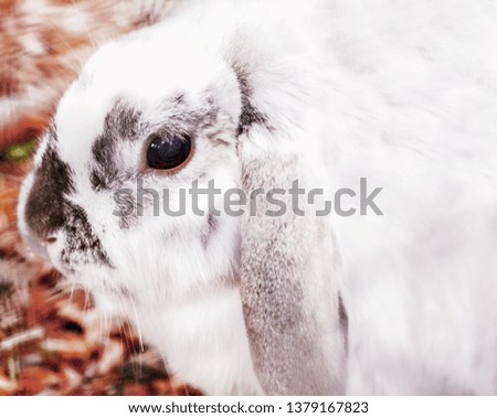 White Rabbit with blue eyes