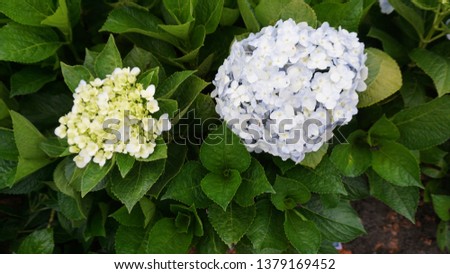 Hydrangea serrata is a species of flowering plant in the family Hydrangeaceae, native to mountainous regions of Korea and Japan. Common names include mountain hydrangea and tea of heaven.
