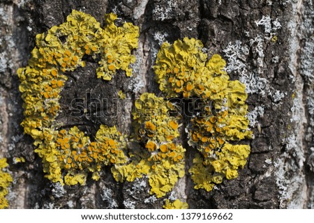 lichen on a tree close up 