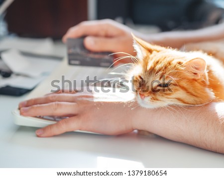 Man is typing at the computer keyboard and holding creadit card in hand. Cute ginger cat dozing on man's hand. Furry pet cuddling up to it's owner and getting in the way of his work. Freelance job.