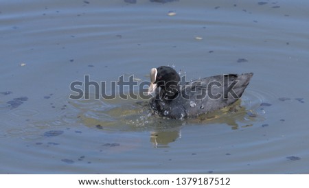 Coot searches for food in the water and raises bubbles in the lake